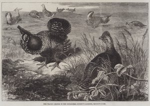 Prairie Grouse i Zoological Society